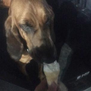 dog with ice cream