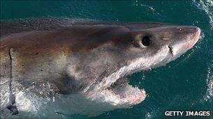 A Great White Shark