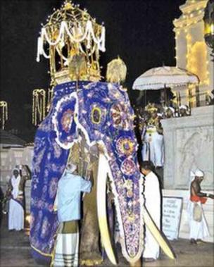 _54416840_millangoda-tusker.jpg