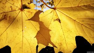 Stunning pictures of garden scenes from all over the world - CBBC Newsround