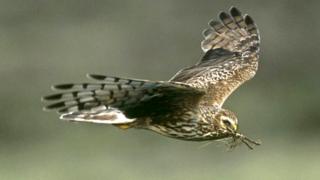 Female hen harrier