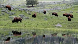 Yellowstone national park