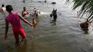 Egyptians swim with horses at a lake, in Cairo, Egypt, 12 July 2017.