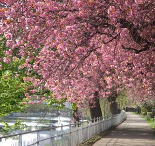 Blossom along the footpath by the River Forth in Stirling.