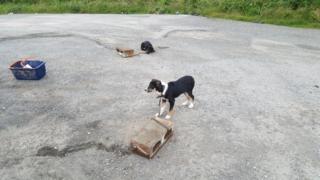 Abandoned puppies