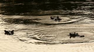 Three hippopotamus look out from a pond at Hacienda Napoles near Puerto Triunfo, Colombia. July 2006