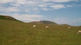 Sheep
