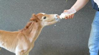 The foal feeding from a bottle