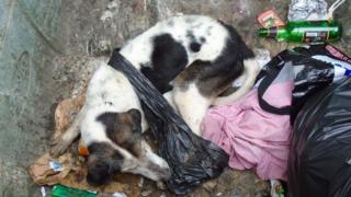 Dog in bin