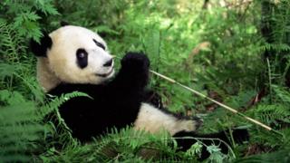 (图片来源:Lynn M. Stone/naturepl.com)