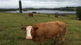 Cattle grazing on Devenish