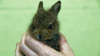 Rescued hare