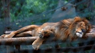 A lion sleeps inside a cage at the Caricuao Zoo in Caracas, Venezuela July 12, 2016.