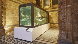 Blue marlin on display at London's Natural History Museum