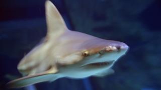 A shark swims in an aquarium in western France in December 2016