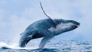Ballena jorobada