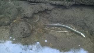 Dead eels in the stream