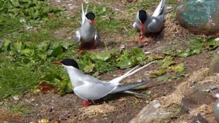 Arctic terns