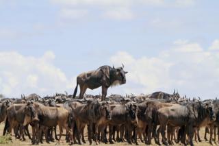 African wildebeest. Photo: Jean-Jacques Alcalay.