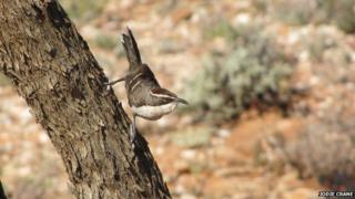 The bird is gregarious and lives in family groups