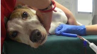Dog blood donor