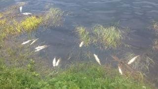 NI Water said it had notified the relevant external agency, DAERA's marine and fisheries division