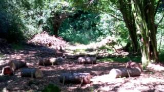 The log circle