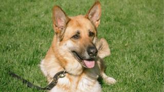 German Shepherd Orion