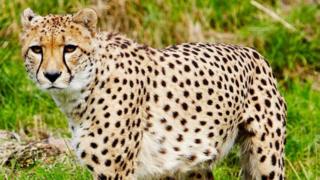 Kitwana, the cheetah
