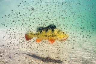 A peacock bass surrounded by fish