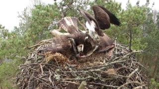Loch of the Lowes ospreys