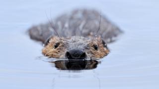 Beaver