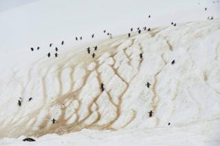 Penguins walking along a ice