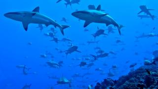 sharks in the channel