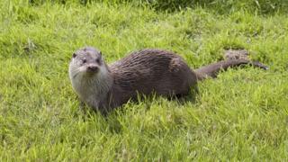 Otter