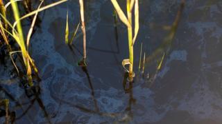 Oil residues in a salt marsh in Barataria Bay, Louisiana (c) Andrea Bonisoli Alquati