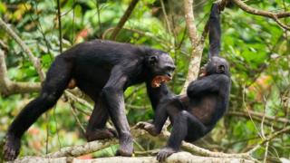 Dos chimpancés peleando