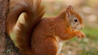 red squirrel