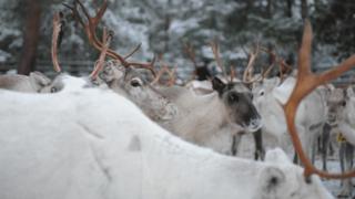 Reindeer herd