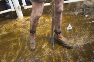 Two muddy legs
