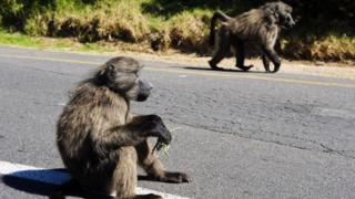 Des babouins en errance sur une route du Cap en dehors du parc national en Afrique du Sud (illustration)