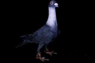 A pigeon, known as Ispir, with an approximate market value of 1500 Turkish Lira