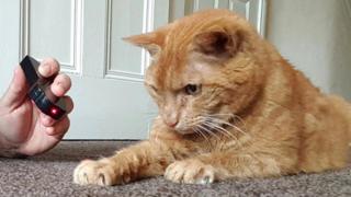 The tomcat is adapting well to his new home