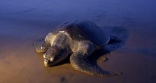 An Olive Ridley turtle arrives to lay her eggs on the sand at Rushikulya Beach