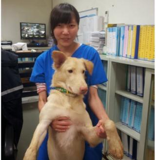 簡さんと飼い犬のエッグヨーク