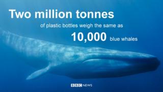Blue whale
