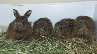 Baby leverets