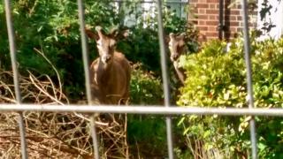 Stags in a garden