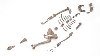 Lucy fossil bones