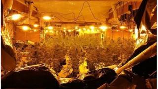 Cannabis plants seized
